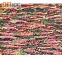 大批紅鱒三文魚離奇失蹤，原因未明。 資料圖片