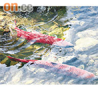 數百萬條紅鱒三文魚沒有如期返回弗雷澤河。 資料圖片