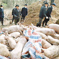 內地近年多次爆發疫情，大批豬隻集體死亡。	資料圖片