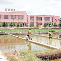 印度中央水稻研究所