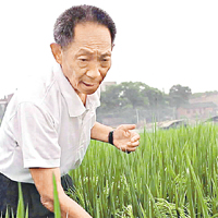 袁隆平成功研發雜交水稻技術，被稱為「第二次綠色革命」。圖為他於稻田工作。	資料圖片