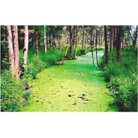 波蘭＆白俄羅斯<br>比亞沃韋扎森林（Bialowieza Forest）
