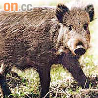 甘肅因野豬近年大量繁殖，到處覓食，令農作物損失嚴重。	資料圖片