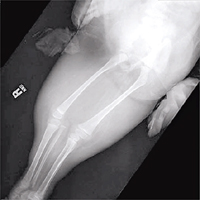 佩潘雙腿X光片。資料圖片