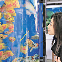 紋身魚外貌獨特，吸引市民駐足觀賞。