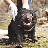 澳洲袋獾受面部癌症威脅，瀕臨絕種。	（Getty images圖片）