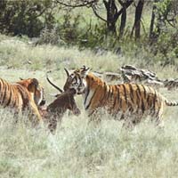 兩隻華南虎在南非野外獵殺羚羊。	資料圖片	
