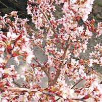 春天的花期比一般品種長。