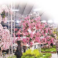 重慶的蘭博會上，不同種類的蘭花美不勝收。 (互聯網圖片）