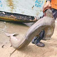 針對錘頭鯊的國際貿易限制未能順利通過。	資料圖片