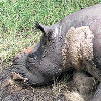 津巴布韋一頭死去的犀牛被切掉犀牛角。	資料圖片
