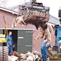 荷蘭曾於○一年屠宰羊隻，防止口蹄症疫情。	資料圖片