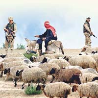 駐伊拉克美軍時常接觸羊群。	資料圖片