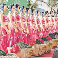 雲南西雙版納舉行世博紀念茶優質原料儀式。(新華社圖片）