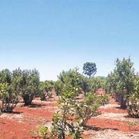 家族茶園 阿根廷