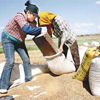 山東小麥價格因外資企業抬價收購而攀升。