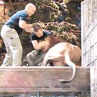 雄獅襲人連環圖<br>糾纏搏鬥