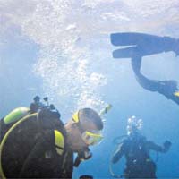 潛水員八十年代在加勒比海海底，發現可抗癌的海綿生物。