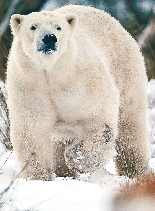 北極惡熊要坐監