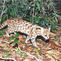 巴西發現新種豹紋貓