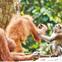 猴子為搶蕉打紅毛猩猩