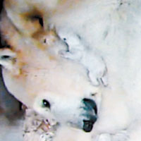 北極熊誕孖B全球首次彩拍