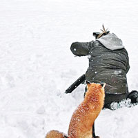 八卦狐狸似足攝影師