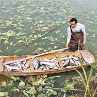 企業排廢水污染影響 佛山魚塘死去萬斤魚