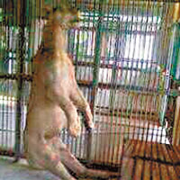 印尼動物園雄獅離奇吊頸亡