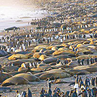 象海豹企鵝逼爆海灘