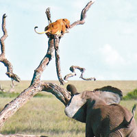 遭大象追趕膽小母獅逃上樹枝