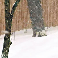 加國熊貓雪中嬉戲