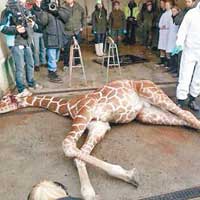 無視民意丹麥動物園殺小長頸鹿