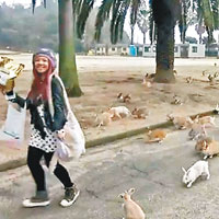 日本毒氣島群兔圍港女攞食物