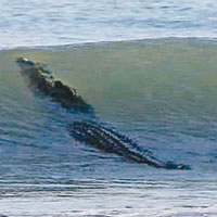 西澳海灘驚現4米巨鱷