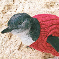 小企鵝穿毛衣防油污