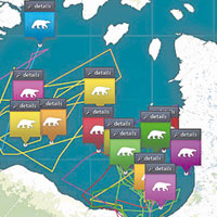 加拿大地圖網站追蹤北極熊動態