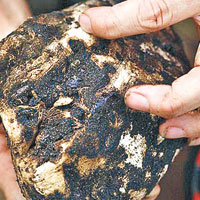 洛城地底藏古生物化石