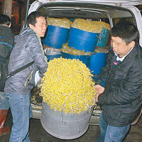 穗黑工場日產1500公斤毒芽菜