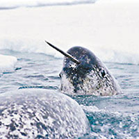 獨角鯨2.6長牙為感應器可導航覓食