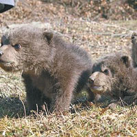 三隻小熊獲救
