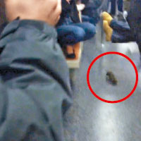 老鼠侵紐約地鐵車廂釀恐慌
