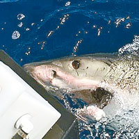 澳洲沙膽漢掌摑大白鯊