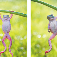 印尼樹蛙玩體操