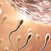 不育男皮膚細胞培植精子