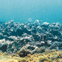 海地海底疑現哥倫布古船殘骸