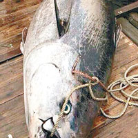 汕尾漁民捕獲340公斤藍鰭吞拿