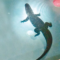 八呎鱷魚闖住宅泳池暢泳