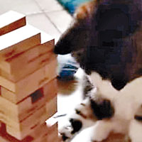 聰明小貓玩層層疊