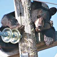 黑熊攀睡電線杆避狗追